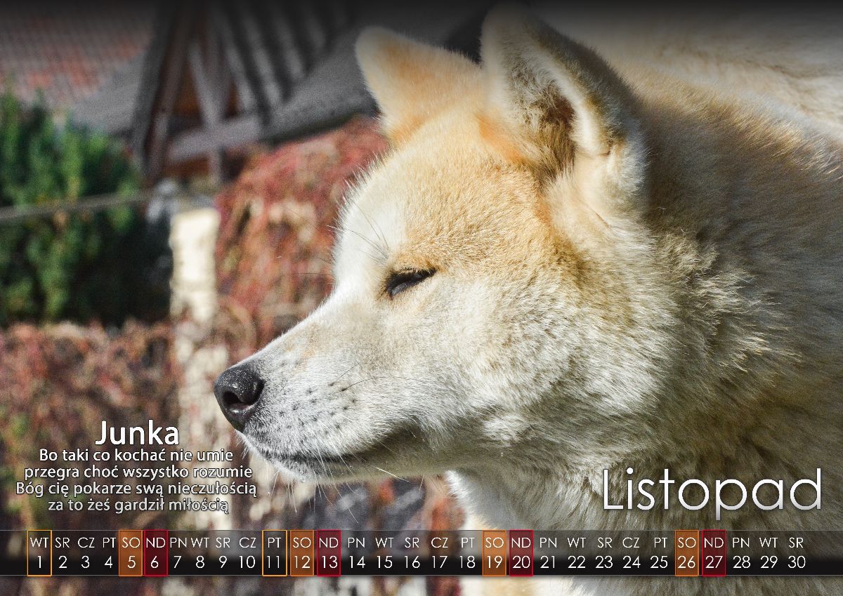 11 Listopad2022 copy